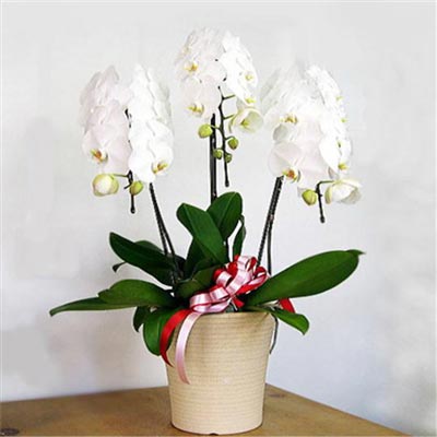 Flowers, Florist, Gifts, Quà, Orchids, Vietnam Gift, Vietnam Florist, vietnam Valentine's Day, Valentine